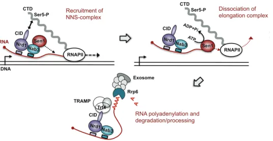 Figure 3.2: Main stages of NNS-dependent termination. the NNS complex is recruited thanks to Ser 5 -phosphorylated CTD and sequence elements on the transcript