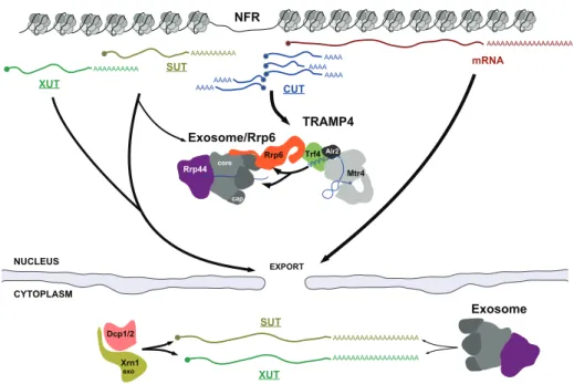Figure 4.1: The cellular fate of pervasive transcripts. Different classes of non-coding RNAs are represented at the top