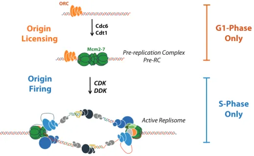 Figure 6.2: DNA replication takes place in two distinct steps. First ORC is required to bind to replication origins during the G1-phase and recruit the Pre-replication complex