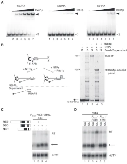 Figure 3. Binding of Reb1p to the DNA Is Sufficient to Elicit Termination
