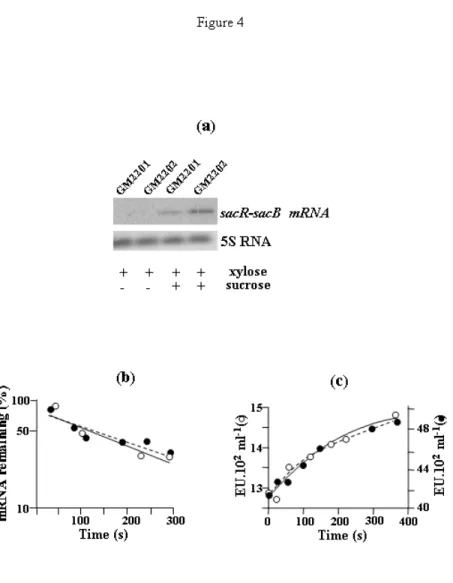 Figure 4. Steady state and stability analyses of sacB transcripts in strains GM2201 and 2202.