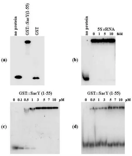 Figure 7. Gel mobility shift assay . 