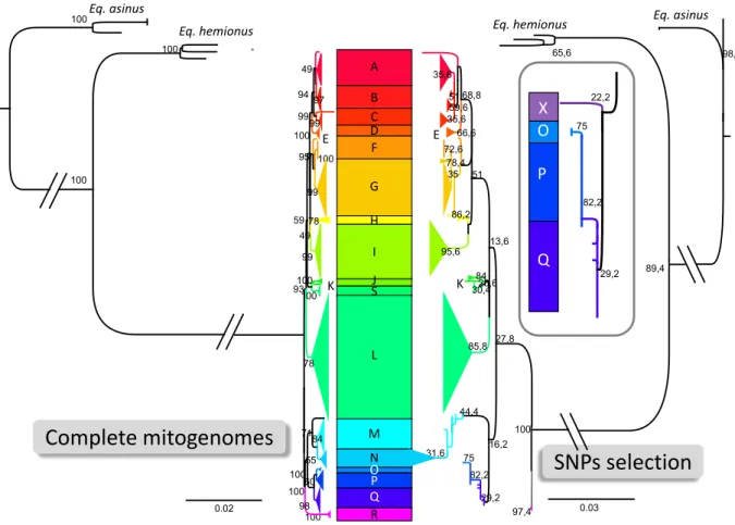 Figure 1: Comparative maximum likelihood phylogenetic analyses of horse mitogenome using either the  complete mitogenome sequences (left side) or the concatenated mitogenome fragments used for  genotyping ancient remains (right side)