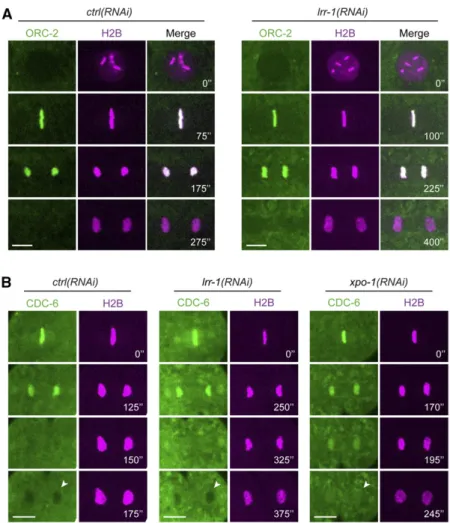 Figure 6 ORC-2 and CDC-6 localization is unaffected in lrr-1(RNAi) embryos. Time-lapse spinning disk confocal images of (A) ctrl(RNAi) and lrr-1(RNAi) dividing  em-bryos in P1 blastomere expressing GFP::ORC-2 and mCherry::H2B and of (B) ctrl(RNAi), lrr-1(R