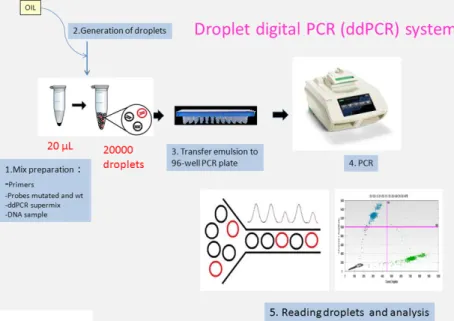 Figure 1. Illustration of different steps of droplet digital PCR (ddPCR) workflow.