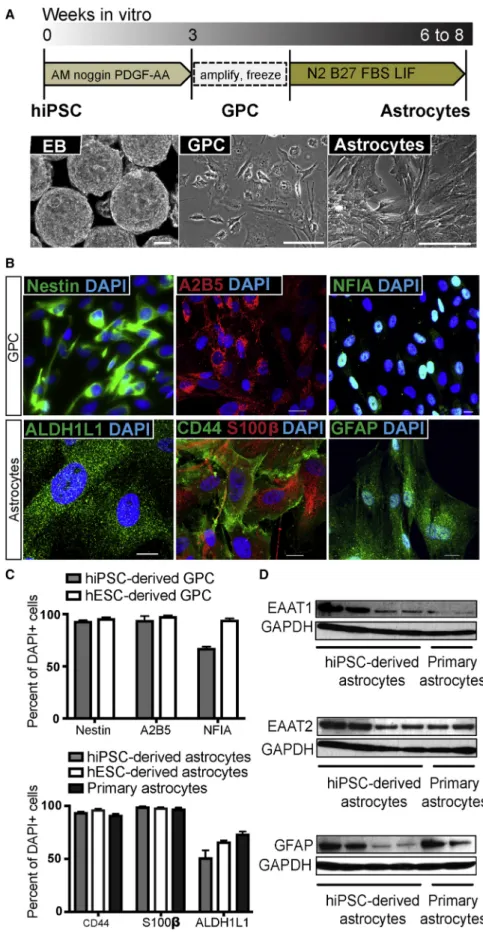 Figure 1. Differentiation of Astrocytes from Stem Cells via Glial Progenitor Cells (A) Schematic representation of the  exper-imental paradigm used for differentiation of human astrocytes over a total time of 6–8 weeks
