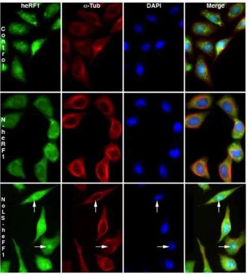 Figure 8B shows GFP fluorescence recordings from the bleached nucleolus (green curve), from one adjacent nucleolus in the same nucleus (purple curve) and from one nucleolus of a distinct cell (yellow curve)