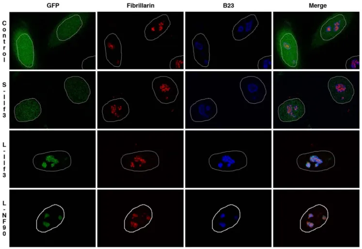 Figure 6. Subnuclear distribution of exogenously-expressed S-Ilf3, L-Ilf3 and L-NF90 isoforms in HeLa cells