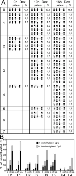 Figure 3: Distribution of the unmethylated cytosines during demethylation of the -2.5 Tat  GRU