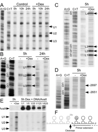 Figure 4. DNA is cleaved 3’ to the methylated cytosines during glucocorticoid-induced  demethylation