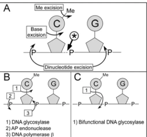 Figure 5. Scheme depicting the possible DNA demethylation pathways. (A) Location of the  cleavages expected for the published putative demethylation mechanisms