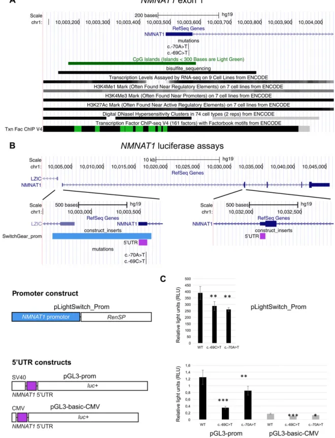 Figure 2. Location and functional analysis of the NMNAT1 5  UTR mutations, c.-70A&gt;T and c.-69C&gt;T