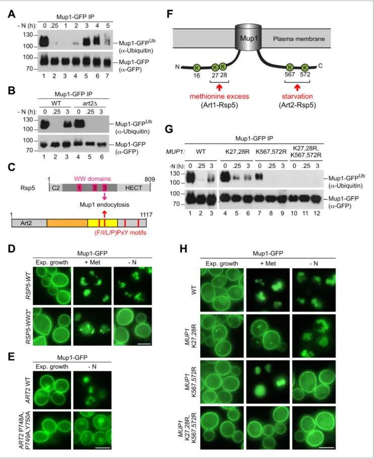 Figure 5. Art2-Rsp5 mediates the starvation-induced ubiquitination of Mup1-GFP at two specific C-terminal lysine residues