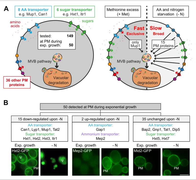 Figure 1. Amino acid and nitrogen starvation triggers broad but specific endocytosis and lysosomal degradation of plasma membrane proteins