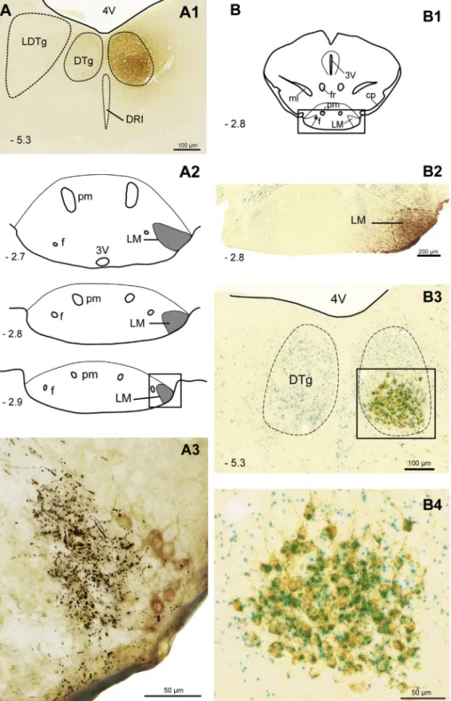 Fig. 6. 5-HT 1A R expressing neurons of the DTg mainly target non histaminergic neurons in the LM
