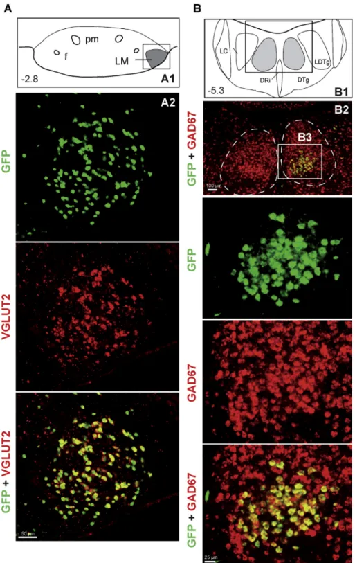 Fig. 7. Synaptic inputs to glutamatergic (VGLUT2) neurons in the LM using cell-type speciﬁc rabies virus-based monosynaptic tracing in VGLUT2-ires-cre mice