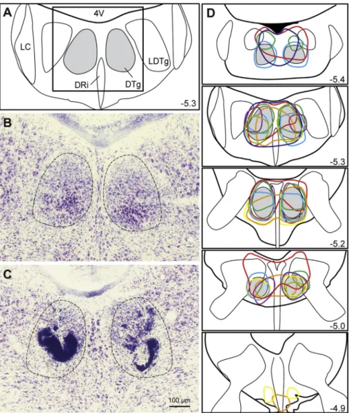 Fig. 2. Schematic drawings illustrating lesions of the DTg. A. Coronal view at the level of the DTg adapted from the stereotaxic atlas of Franklin and Paxinos (2008)