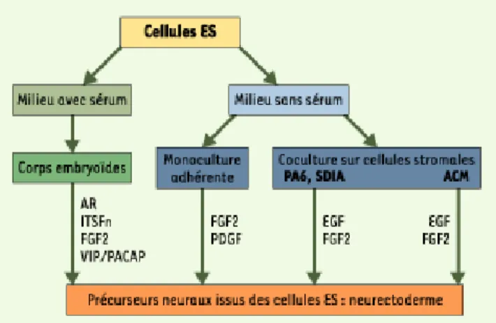 Figure 1. Différenciation des cellules ES en cellules neurales. Deux types de techniques de culture avec ou sans sérum  permettent d’obtenir des cellules neurales à partir de cellules ES