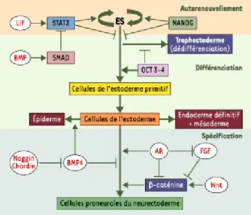 Figure 2. Pluripotentialité des cellules ES et induction de leur différenciation en cellules du neurectoderme