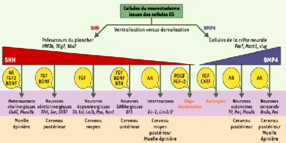 Figure 3. Différenciation des cellules proneurales issues des cellules ES dans les différents types de cellules neurales