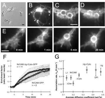 Figure 2. Kinetics of GFP-tagged receptor trapping. (A- (A-D) Neurons transfected for NrCAM-GFP were incubated  for 1 hr with 4 µm anti-GFP coated microspheres