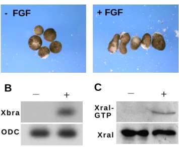 Fig 1  + FGF-  FGFC +X r a lX r a l -G T PBX b r aO D C+