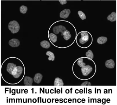 Figure 1. Nuclei of cells in an  immunofluorescence image 