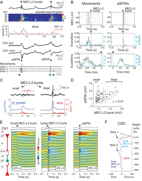 Figure 2. Relationships between MEC layer 3 activity bursts and early hippocampal sharp waves