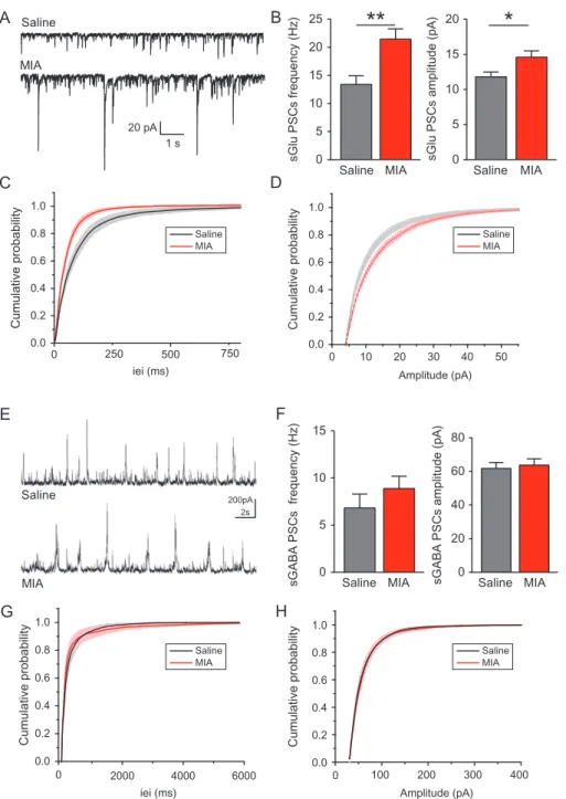 Figure 5. Excitatory inputs remain elevated at P14–15 in CA3 pyramidal neurons of MIA offspring
