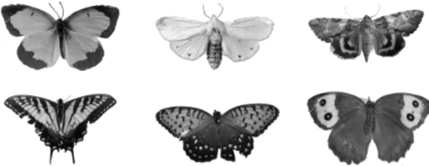 Fig. 3. Sample images from our database (reproduced with the permission of The Academy of Natural Sciences, Philadelphia) [1]