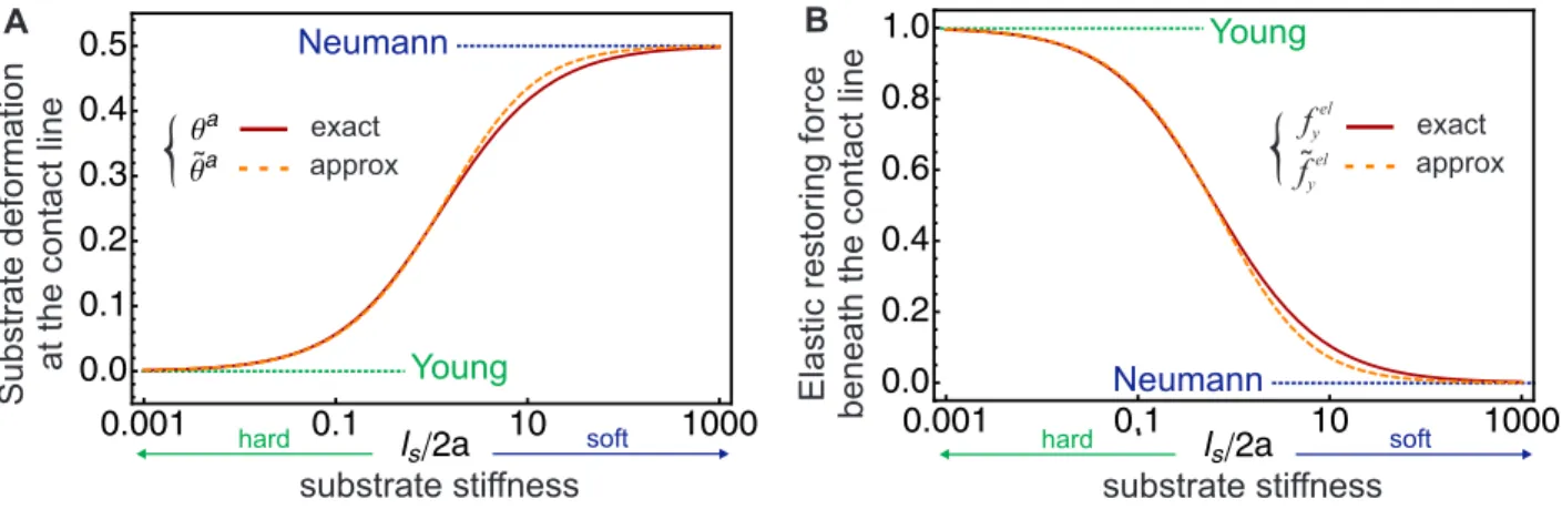 Figure 5: (color online). Substrate slope at the contact line (A) and total elastic force under the contact line (B) as a function of the dimensionless parameter l s /(2a)