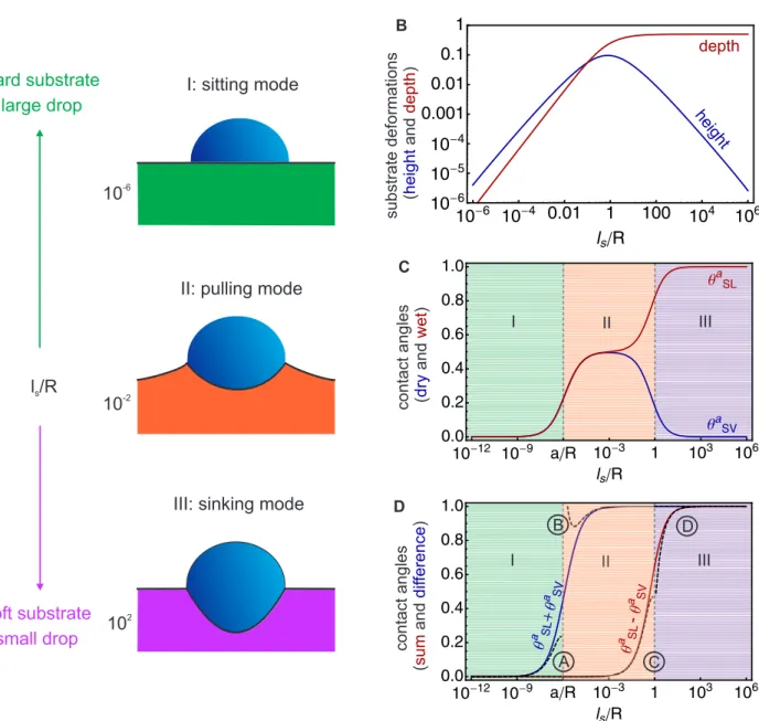Figure 6: A) Deformation of the substrate for increasing deformability. The surface displacement field is given by equation (69