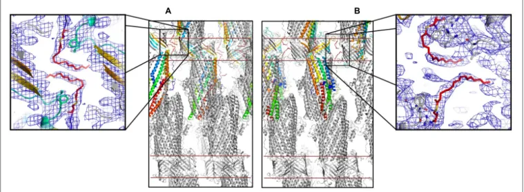 FIGURE 3 | Palmitoyl modified N-terminal cysteine of OprM. Packing of the C2 crystal structure of OprM showing the interactions around the palmitate from monomers A (A) and B and C (B)