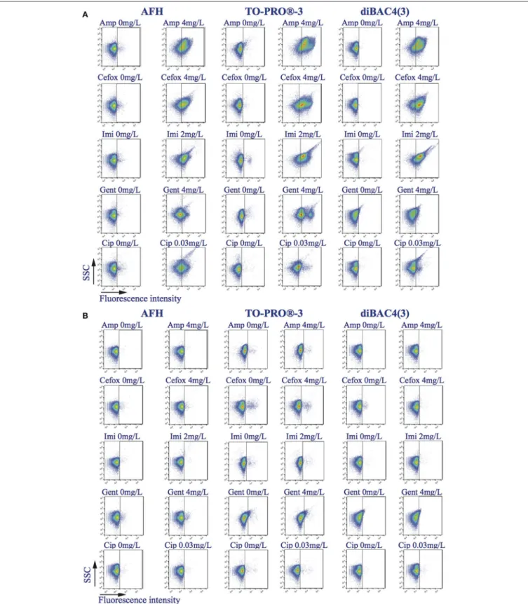 FIGURE 1 | Effects of antibiotics on the light scatter SSC and fluorescence intensity distribution