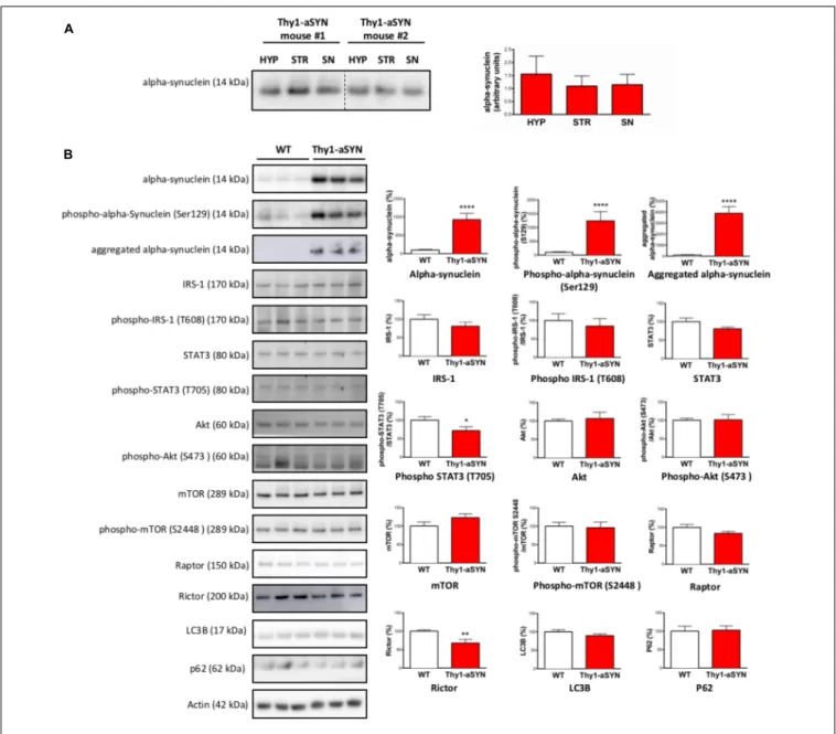 FIGURE 6 | Western blot analysis of hypothalamus protein extracts from 6-month-old Thy1-aSYN and WT mice