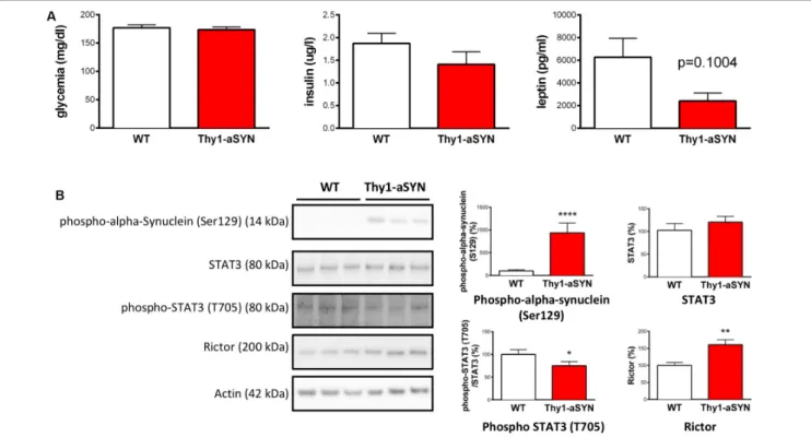 FIGURE 7 | Peripheral hormones and central hypothalamic involvement in 3-month-old animals