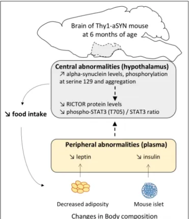 FIGURE 8 | Proposed graphical abstract illustrating the pathways possibly involved in metabolism abnormalities in 6-month-old Thy1-aSYN transgenic mice.