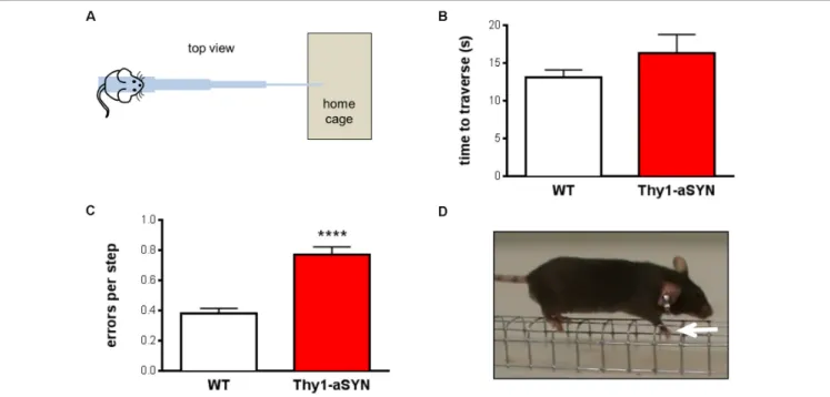 FIGURE 1 | Motor performance and coordination in 6-month-old mice. (A) Schematic representation of the challenging beam traversal procedure used to assess motor performance