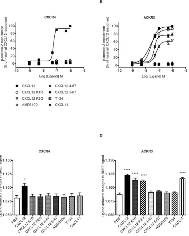 FIGURE 5. CXCL12 variants differentially induce β-arrestin 2 recruitment to the two receptors  and receptor-dependent β-arrestin 2 activation.