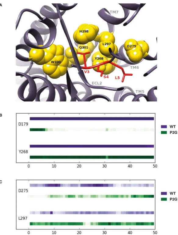 FIGURE 7. Interactions of N-terminal CXCL12 V3, S4 and L5 residues within a binding pocket  of ACKR3.