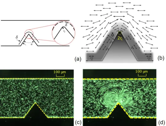 Figure 1 : Origin of the acoustic streaming around the sharp edge. (a) Sharp edge of angle α and curvature diameter 2r c inside a channel, δ shows the boundary layer thickness; (b) Schematic  explana-tion of the deformaexplana-tion of an acoustic field aro