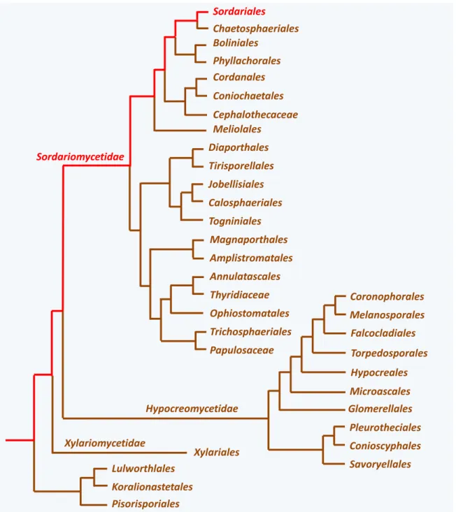 Figure 7 Diversity of the Sordariomycetes. In red, the lineage to which P. anserina belongs
