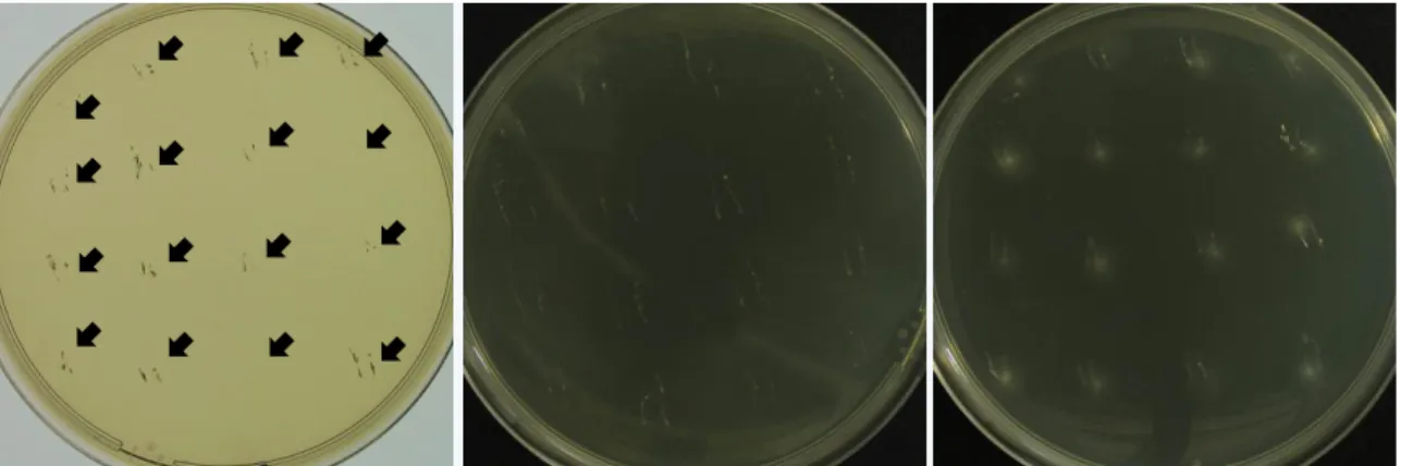 Figure 24  Typical figures of germination plates. Here, 4 asci (=16 ascospores) have been isolated