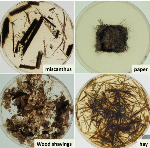 Figure 26 P. anserina grows and reproduces on complex carbon sources. The fructifications are the little  black dots