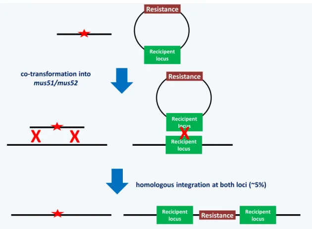 Figure 29 At will modification of the P. anserina genome. See text for explanation. 