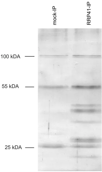 Figure 1. Purification of exosome complexes. Silver-stained SDS- SDS-PAGE of proteins co-immunoprecipitated with RRP41-myc