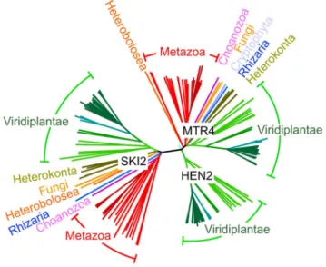 Figure 2. HEN2 proteins are restricted to the green lineage.