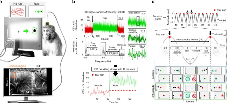 Fig. 1 Setup and signal information. a The high sensitivity to cerebral blood volume (CBV) changes in fUS (functional ultrasound) imaging enable the single trial detection of supplementary eye ﬁ eld (SEF) activation during visual tasks