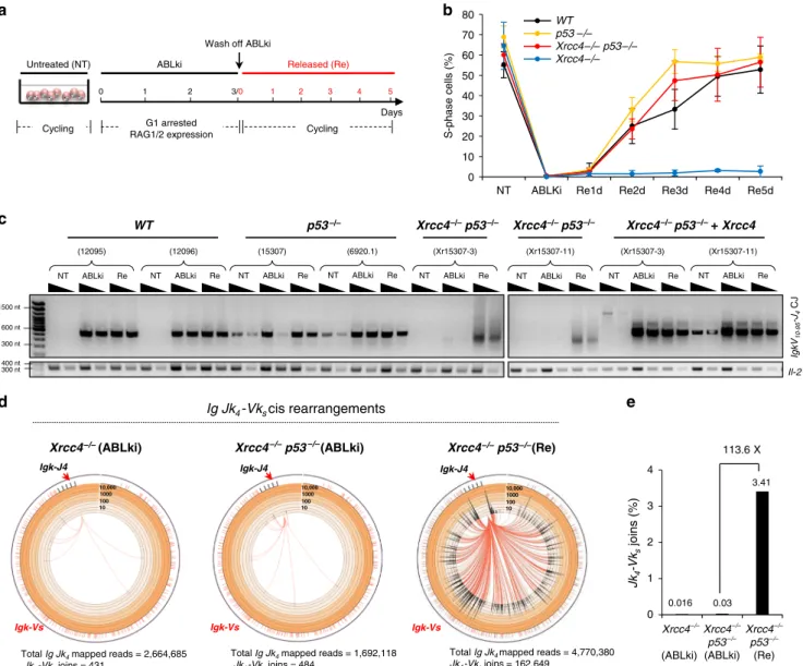 Fig. 1 Alt-NHEJ rescues RAG-induced recombination in S-G2-M. a Schematic of DSB induction by RAG endonuclease in G1-arrested v-Abl pro-B cells.