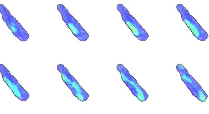 FIGURE 4: Calcium wave propagating into a cardiomyocyte. The color codes for the calcium con- con-centration